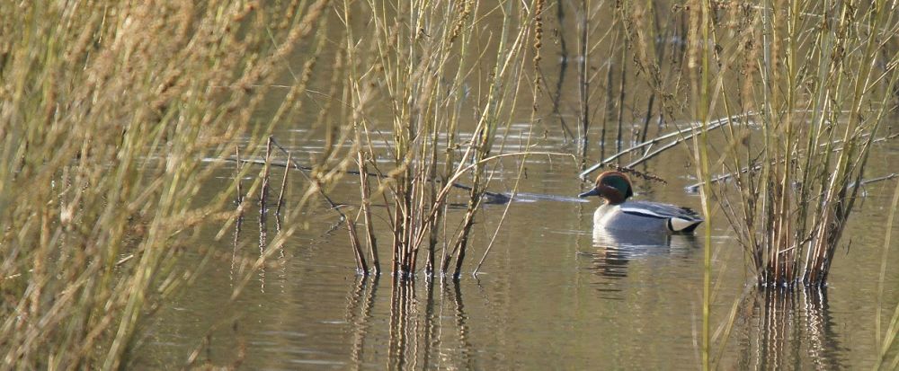 Wintertaling