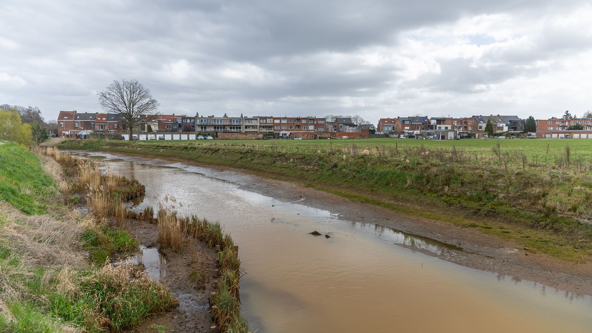 Rietkragen langs de Vrouwvliet
